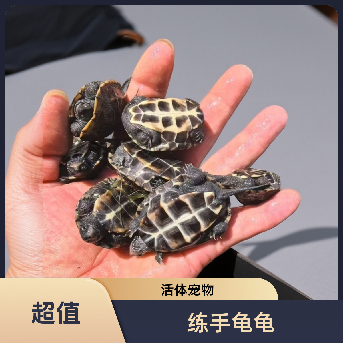 练手款直播间挑选宠物龟活体宠物龟