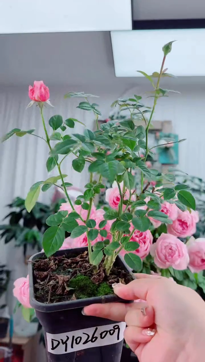 当前无花栽培后可以开花盈盈粉1.2L DY1026009