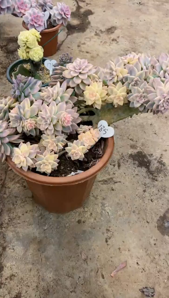 小*儿       185号（物流到付）￥188