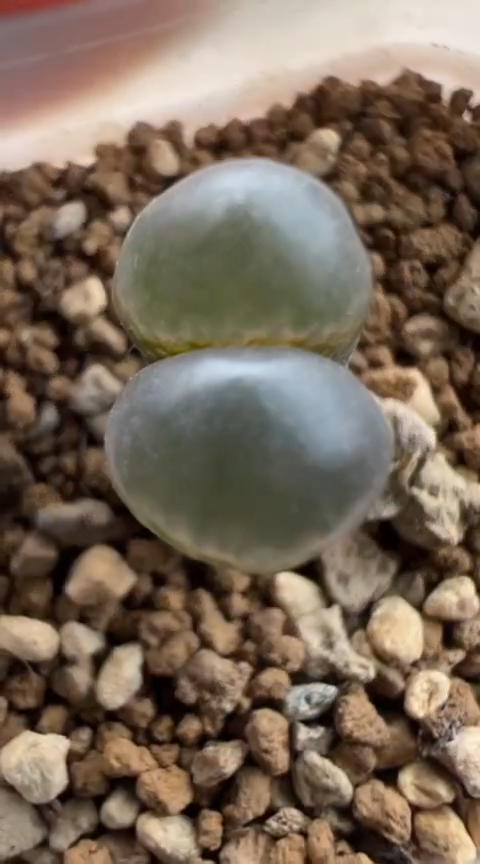 155超级无敌美丽到爆炸美肉。。。。