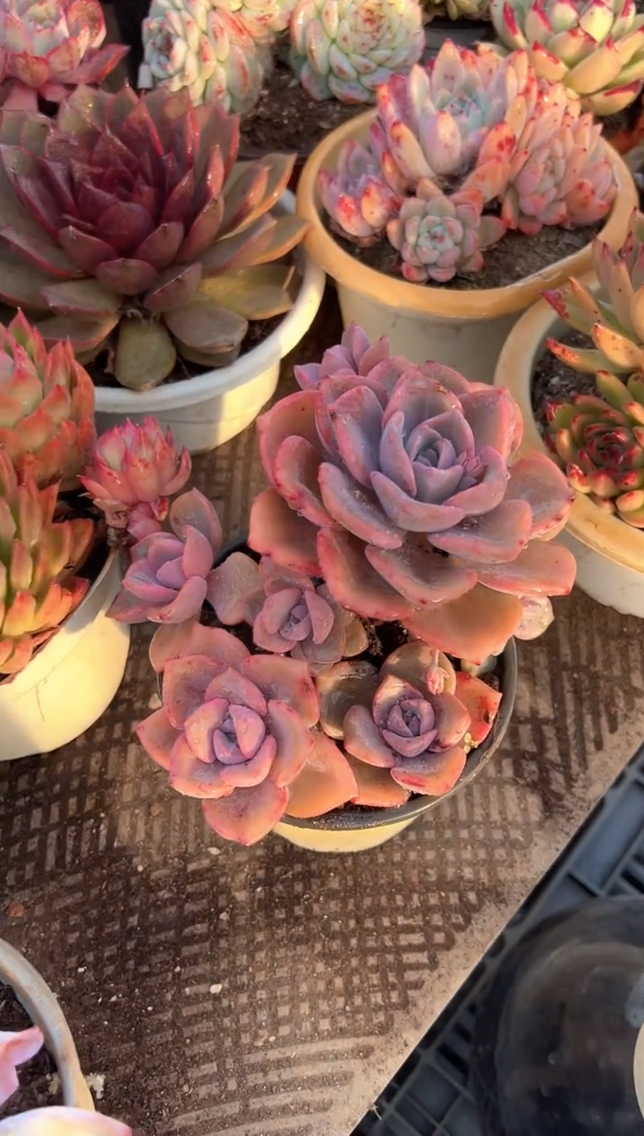 冬**华多肉植物一物一拍09312