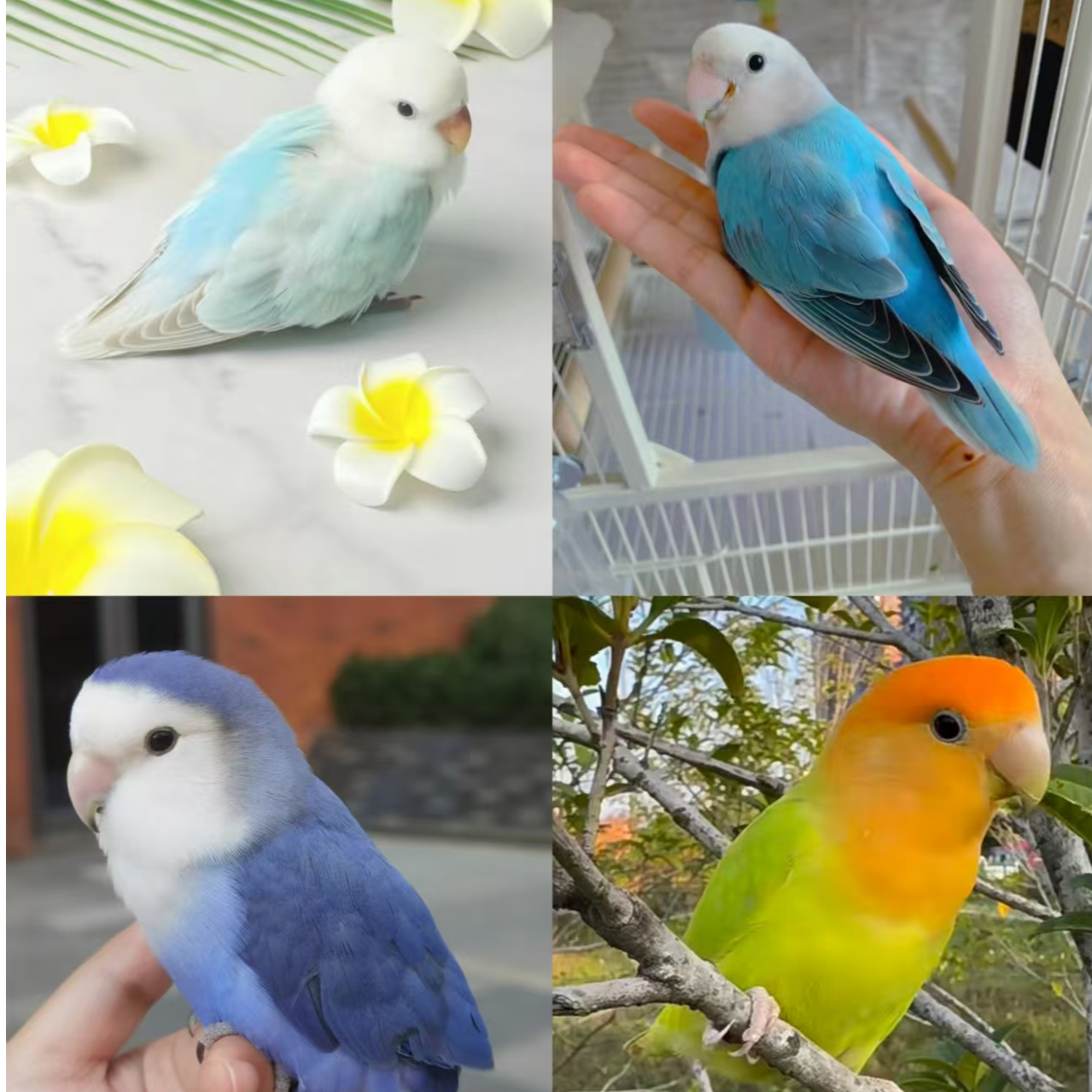 牡丹手养鹦鹉活体幼鸟观赏鸟一物一拍