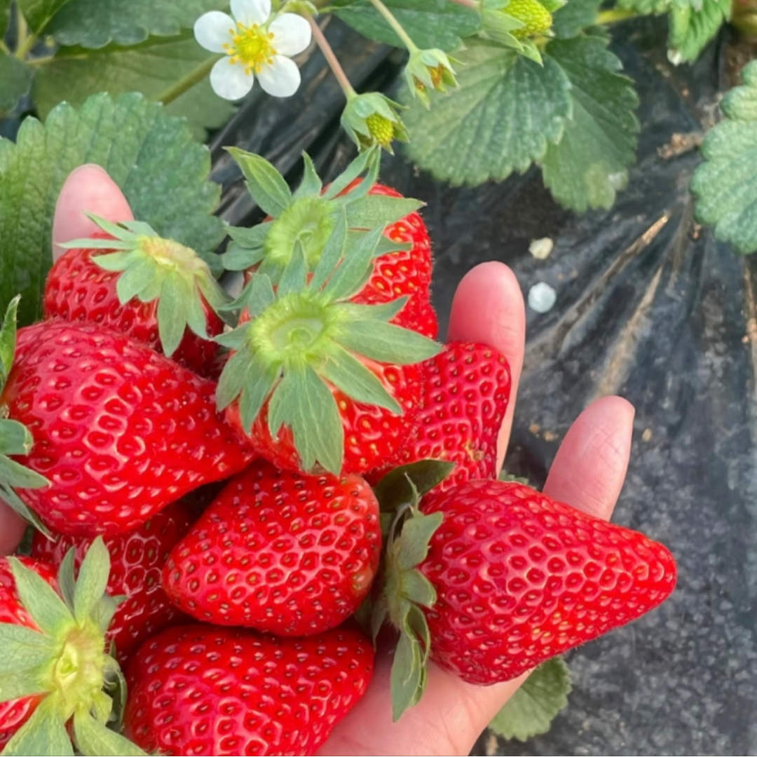 本地草莓丹东99红颜草莓自然成熟现摘现发顺丰次日达