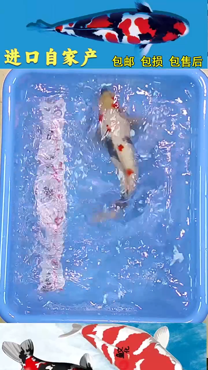 锦鲤2025/12/28悦鲤阁甄选锦鲤--35