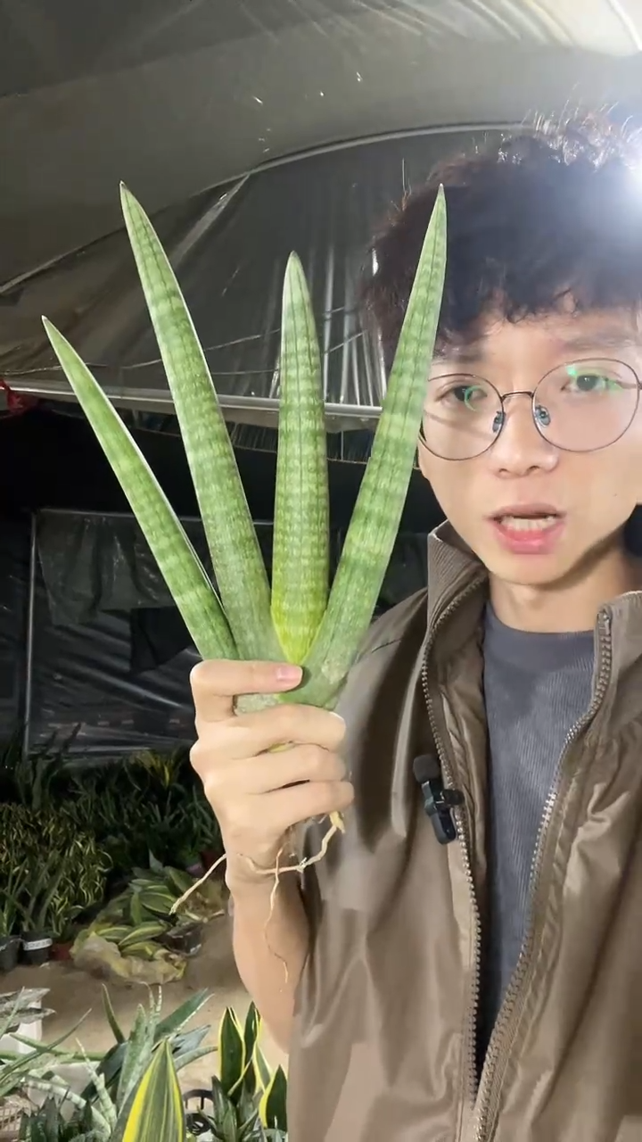 4叶起佛手兰裸根6.8