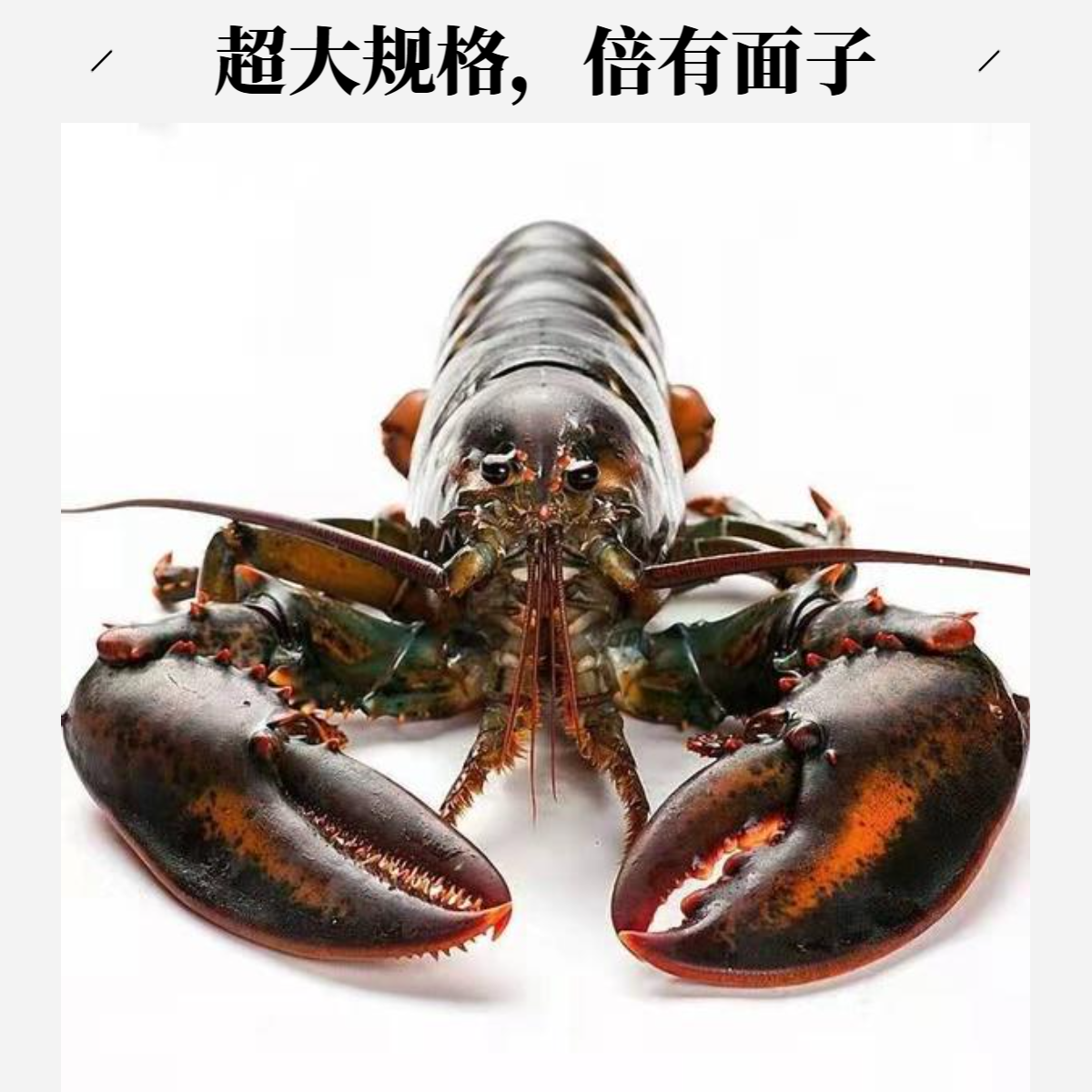 【液氮活冻】超大波士顿龙虾（1000-3000g/只）/顺丰冷链次日达