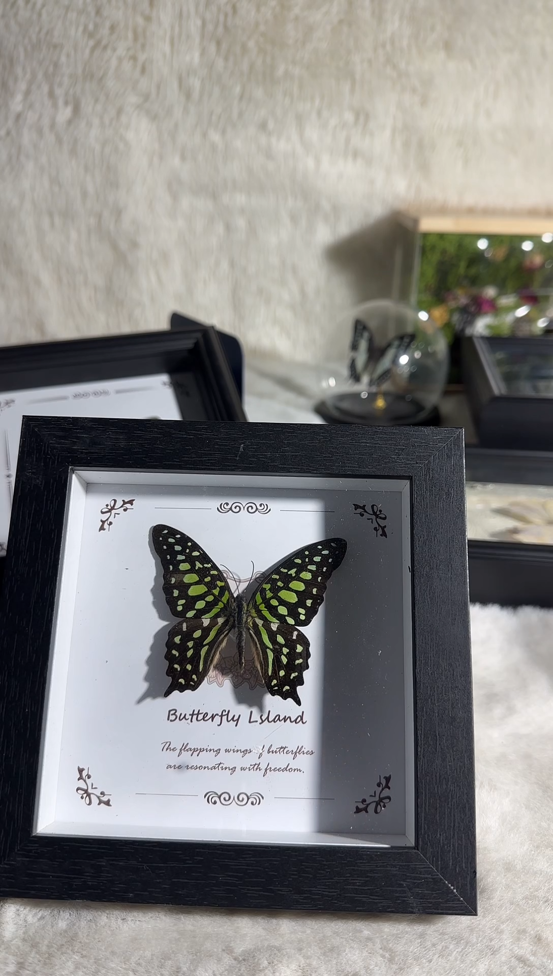 有机玻璃统帅青凤蝶微瑕