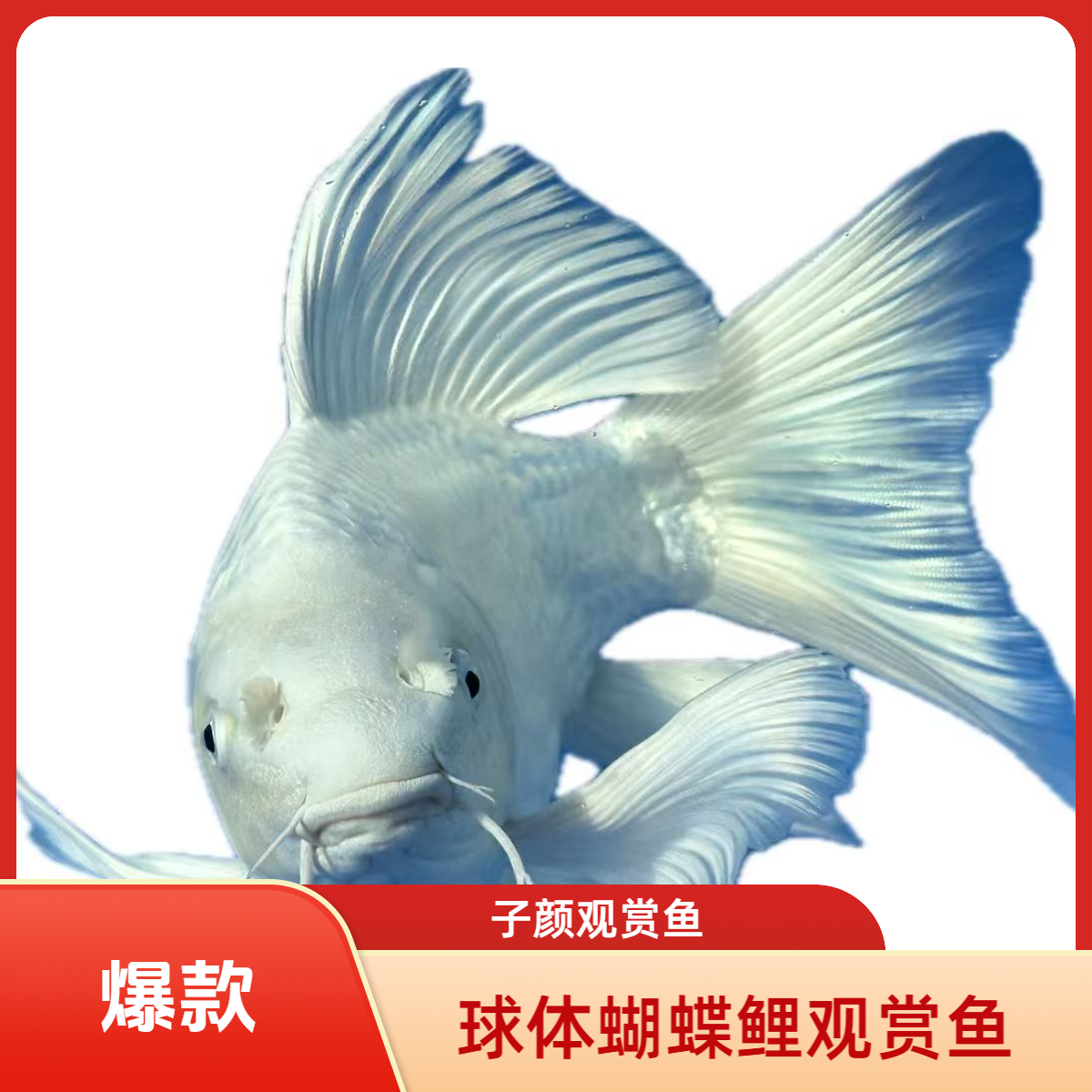 20-30cm球体白蝴蝶鲤观赏鱼大鳍大尾冷水好养耐活