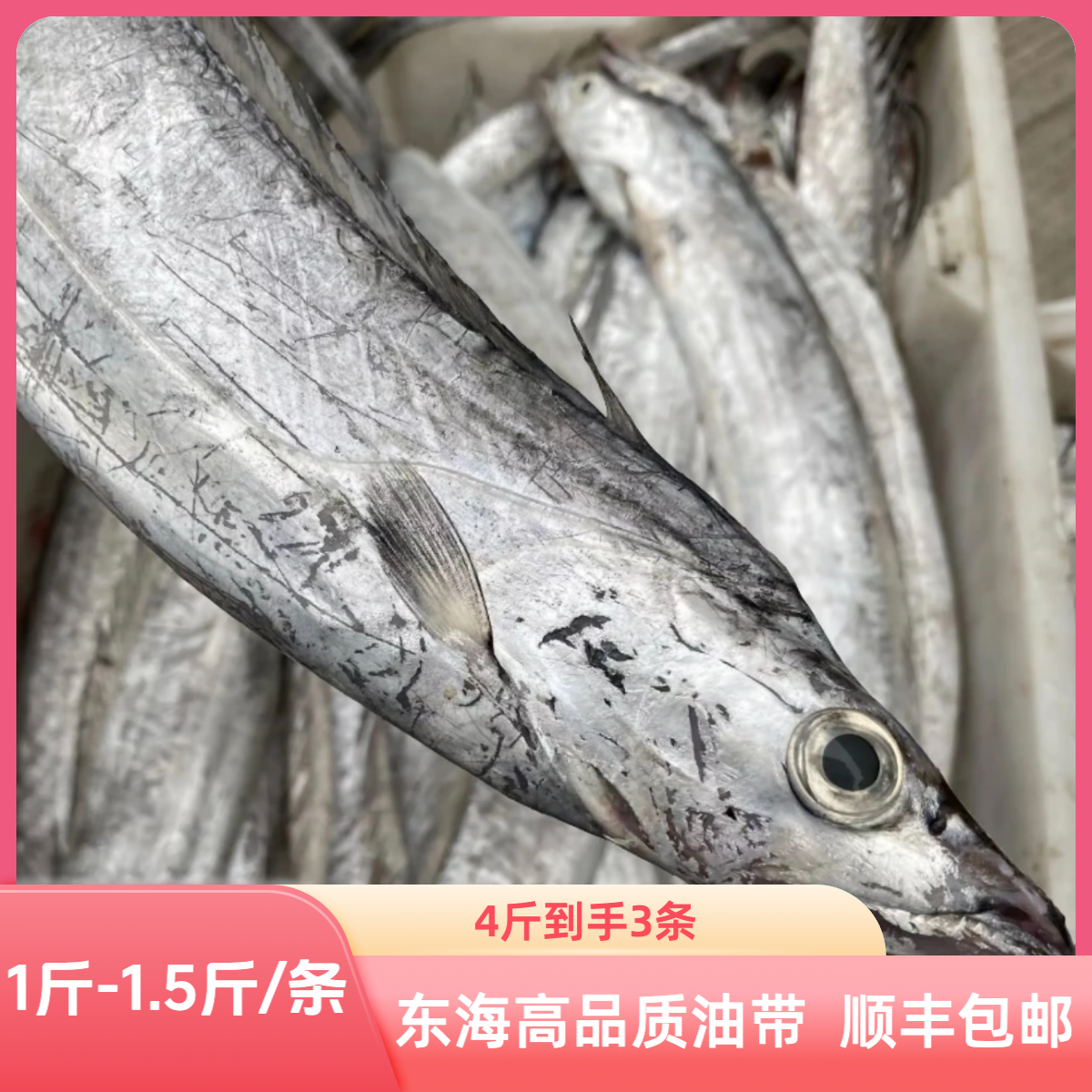 东海钓带顶带小眼油带1-1.5斤 4斤到手3条 带鱼中的天花板