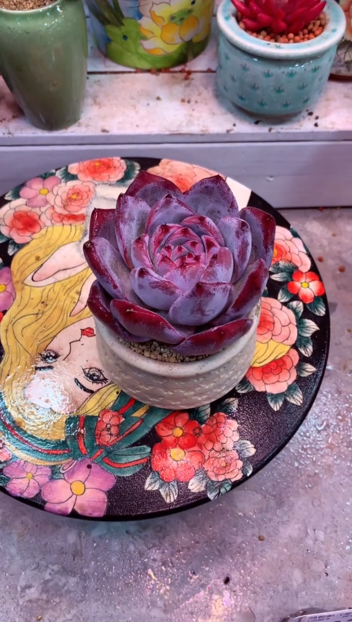 红丝绒345B（一物一拍，精品多肉，w所见即所得 ）