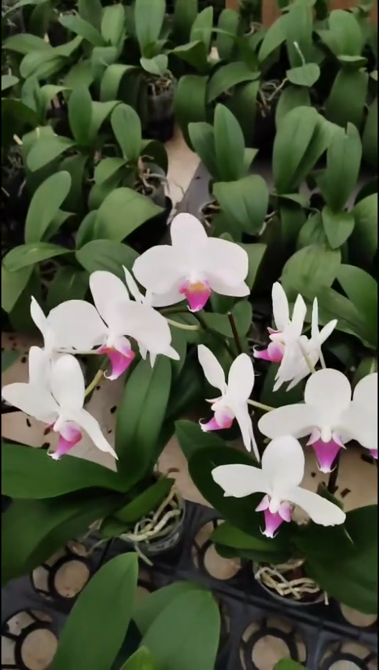 完全开放裕美福利价