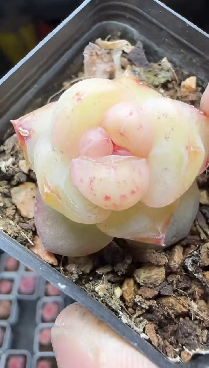 【闪购商品】一物一拍0214—222