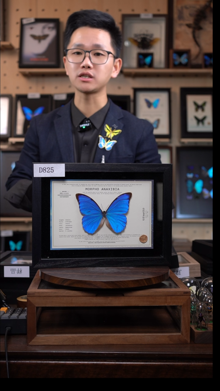 美神闪蝶横版d825