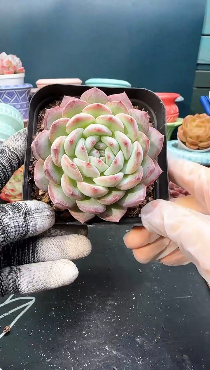 3 466红袖   （冠幅 8 cm）