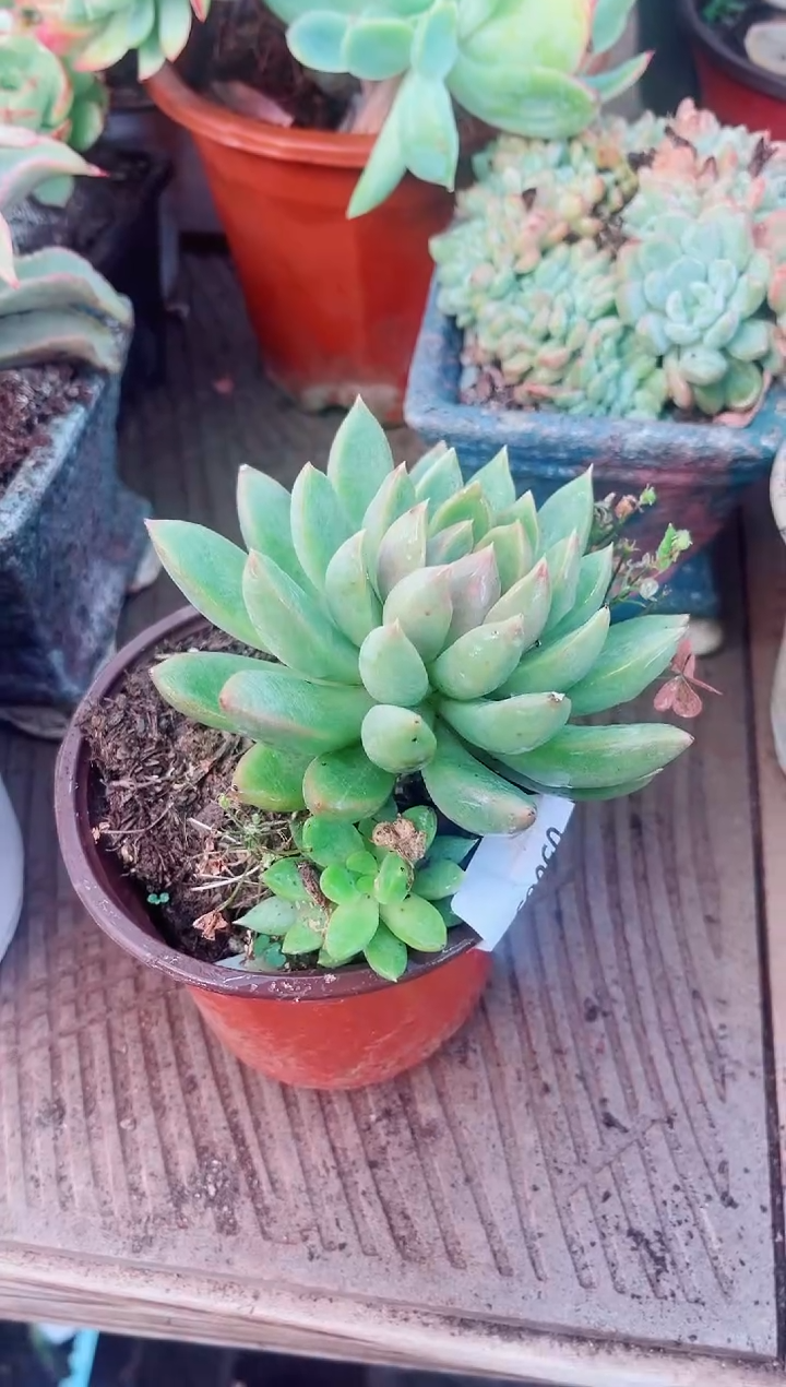 ^****^多肉植物一物一拍05089