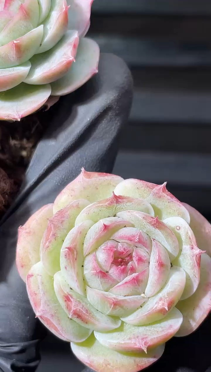 28-4 彩色圣音2-3厘米量拍发一颗