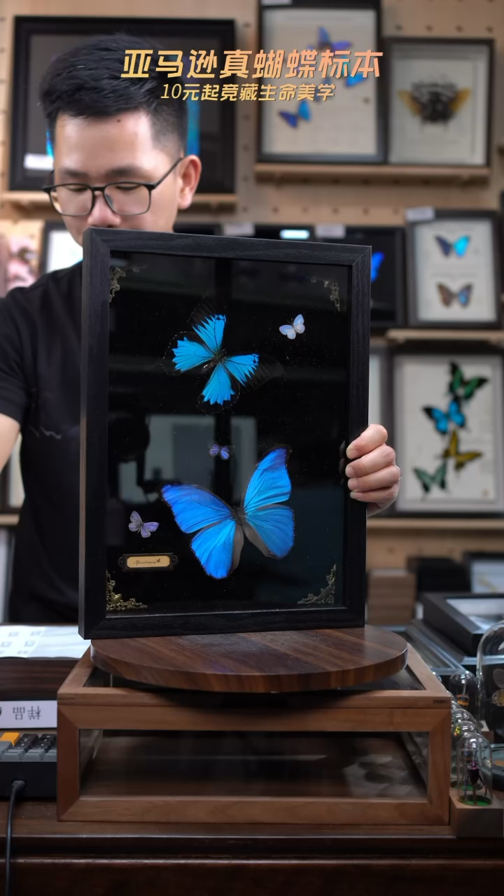 天堂凤蝶+大蓝闪蝶+三小蝶13寸巴洛克风格