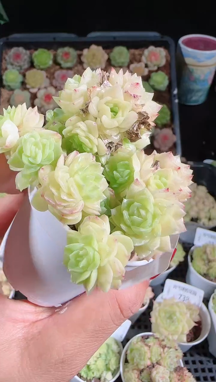 1102-744麦秆群不包整