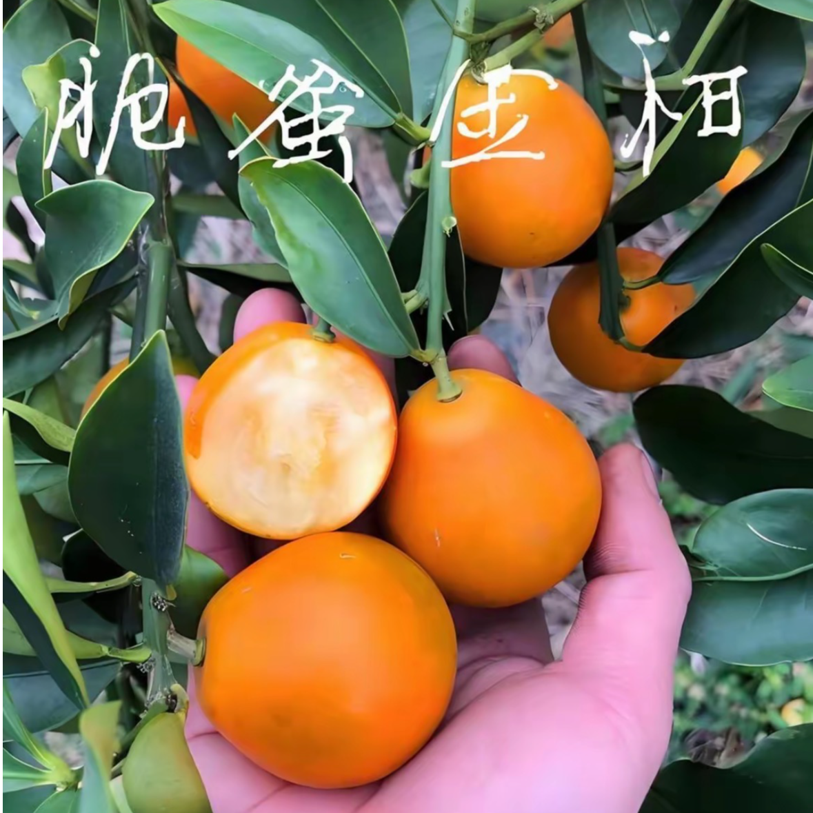 脆蜜金桔果树苗四季品种