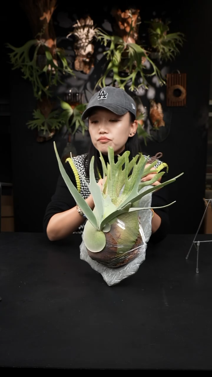 不开花植物LC1212-01 高冠柠檬