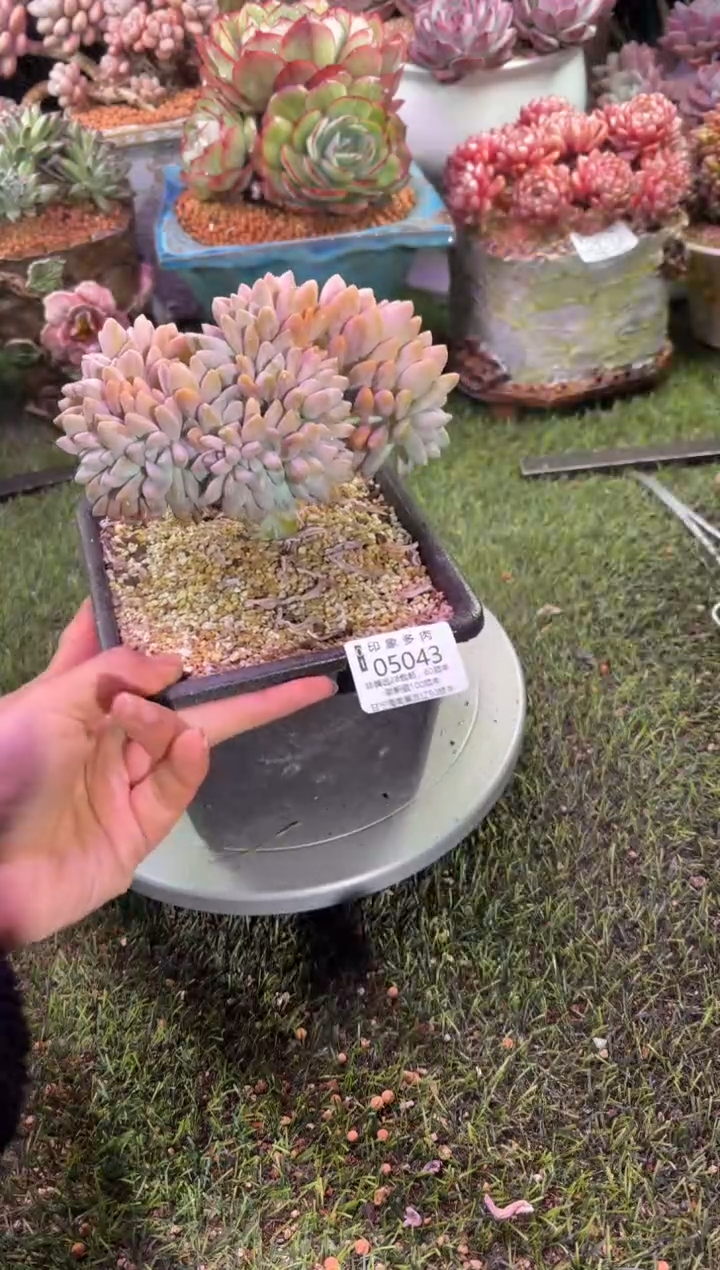 【闪购商品】05043