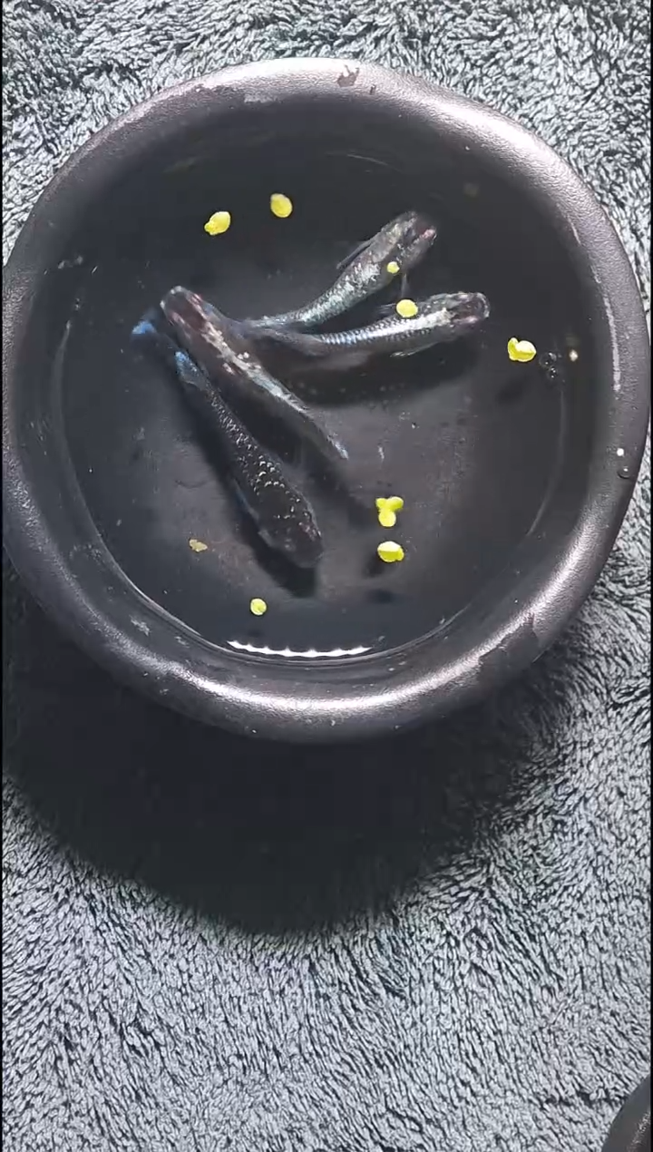 青鳉鱼观背青鳉10