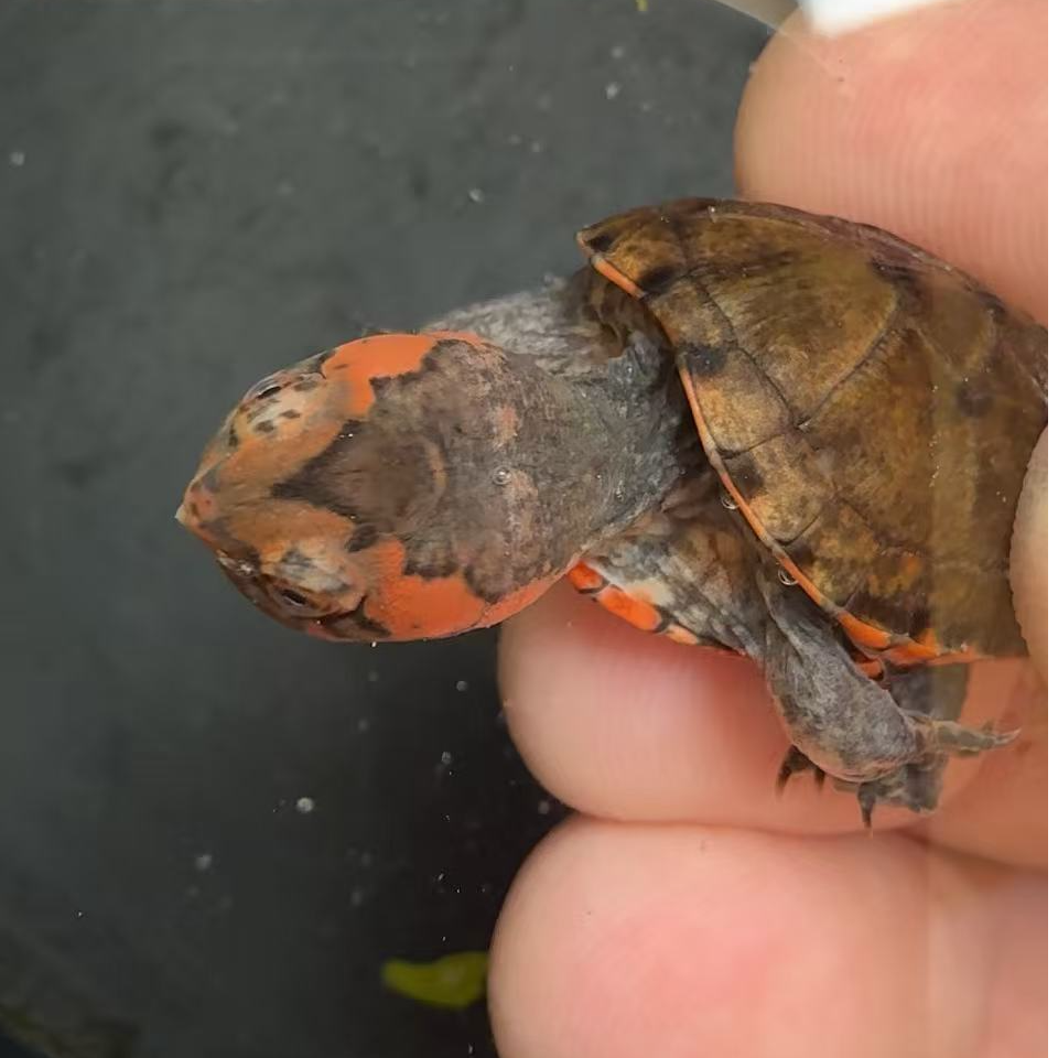选育美版小种红面蛋龟观赏龟宠物龟活体直播挑选