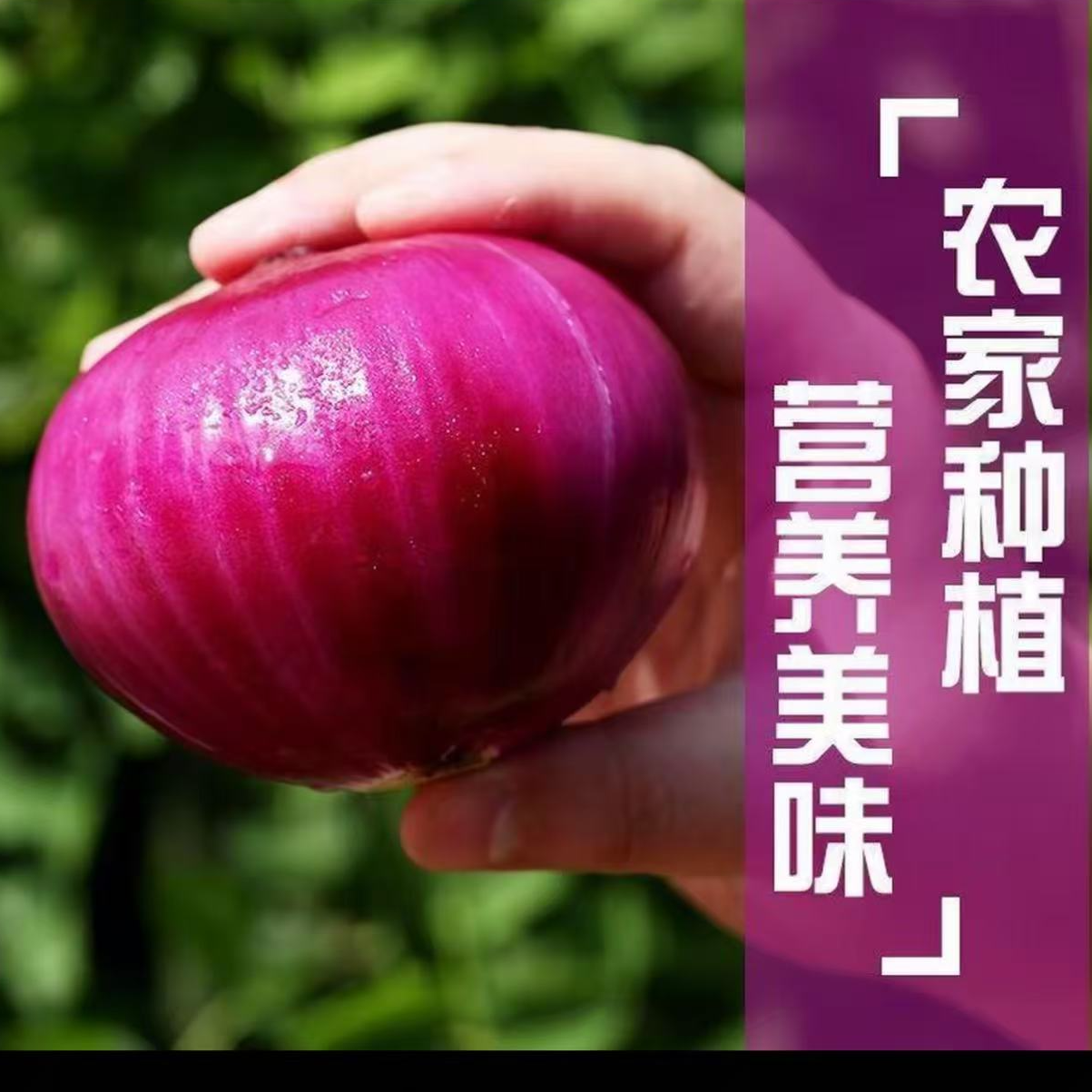 河南新鲜洋葱产地直发口感微甜新鲜脆爽