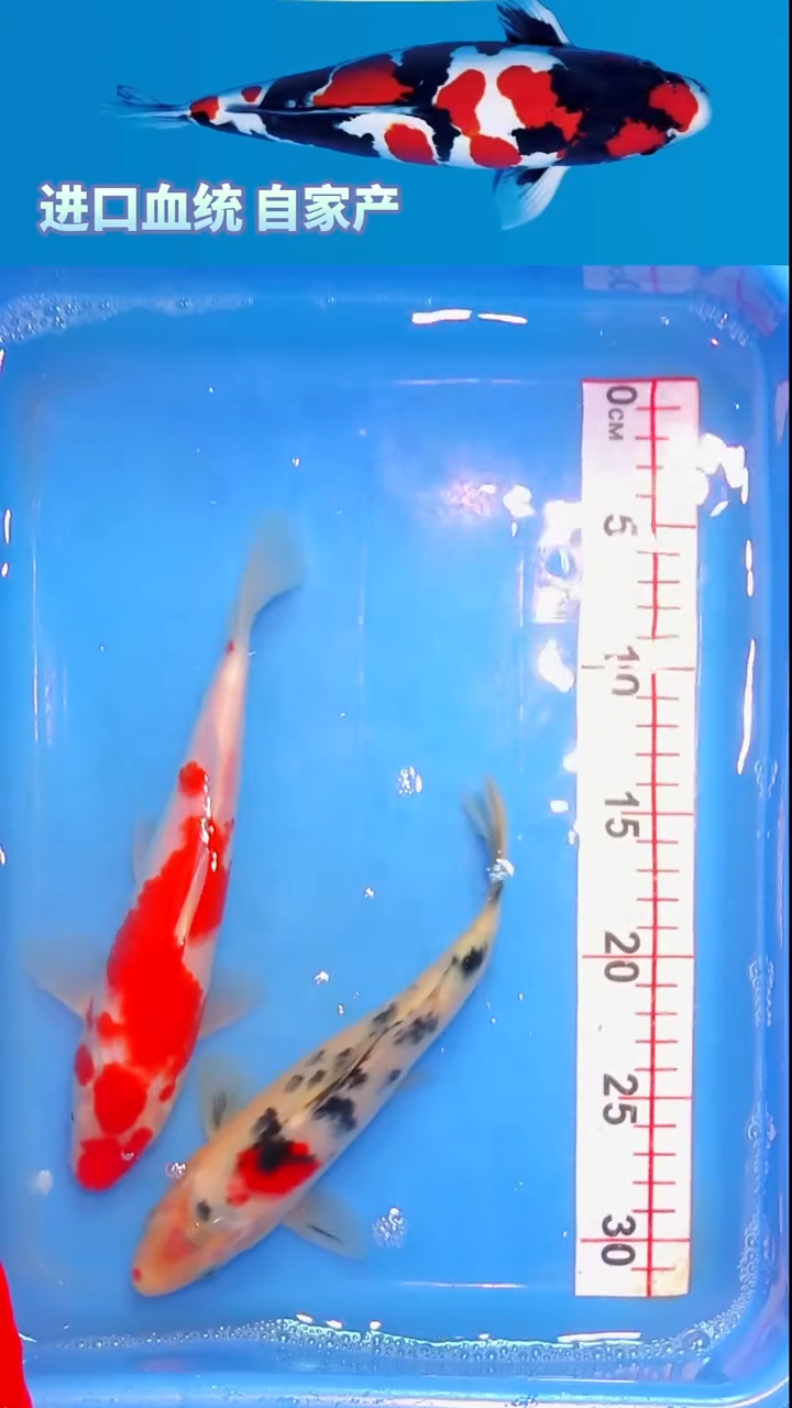 锦鲤福鲤源精选锦鲤--15