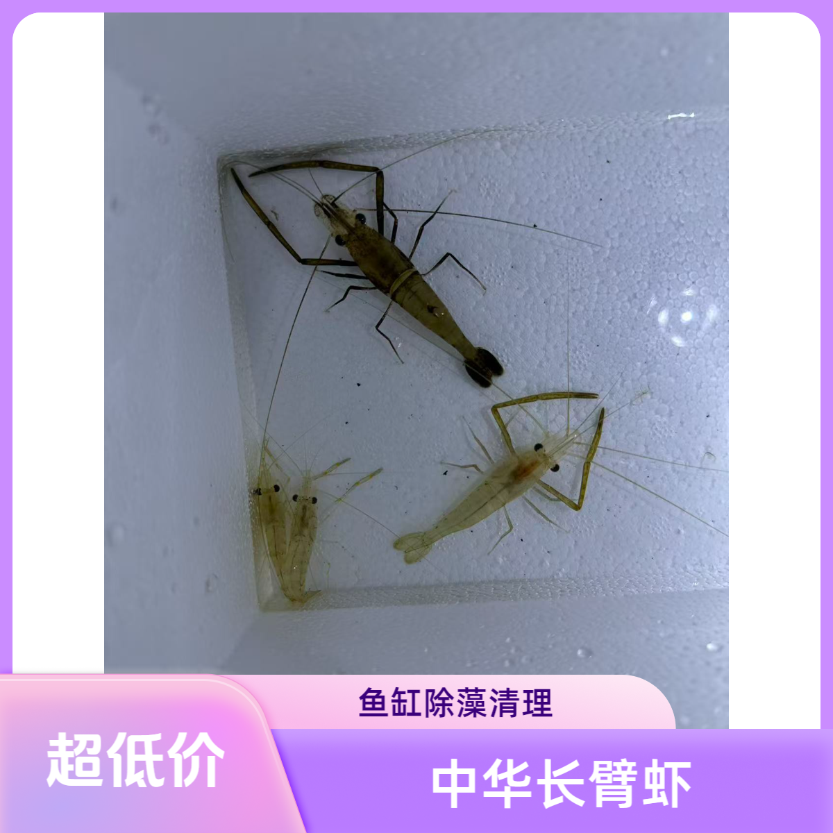 大眼贼虾长臂虾花腰虾工具虾观赏虾活体除藻淡水虾