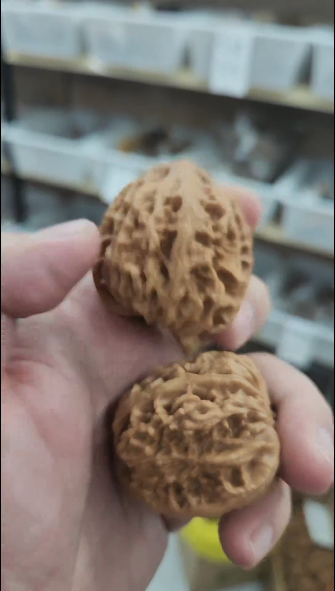 把件核桃【赤龙鸡心以打底】全品无修#4409887