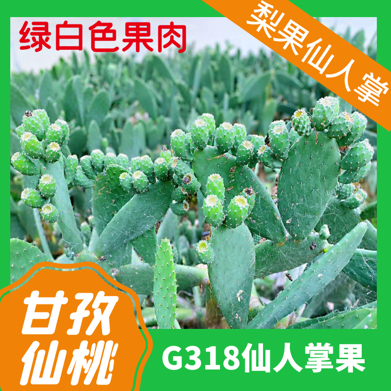 【现摘现发】康定仙人掌果舍联江富仙桃营养丰富清甜爽口应季美味