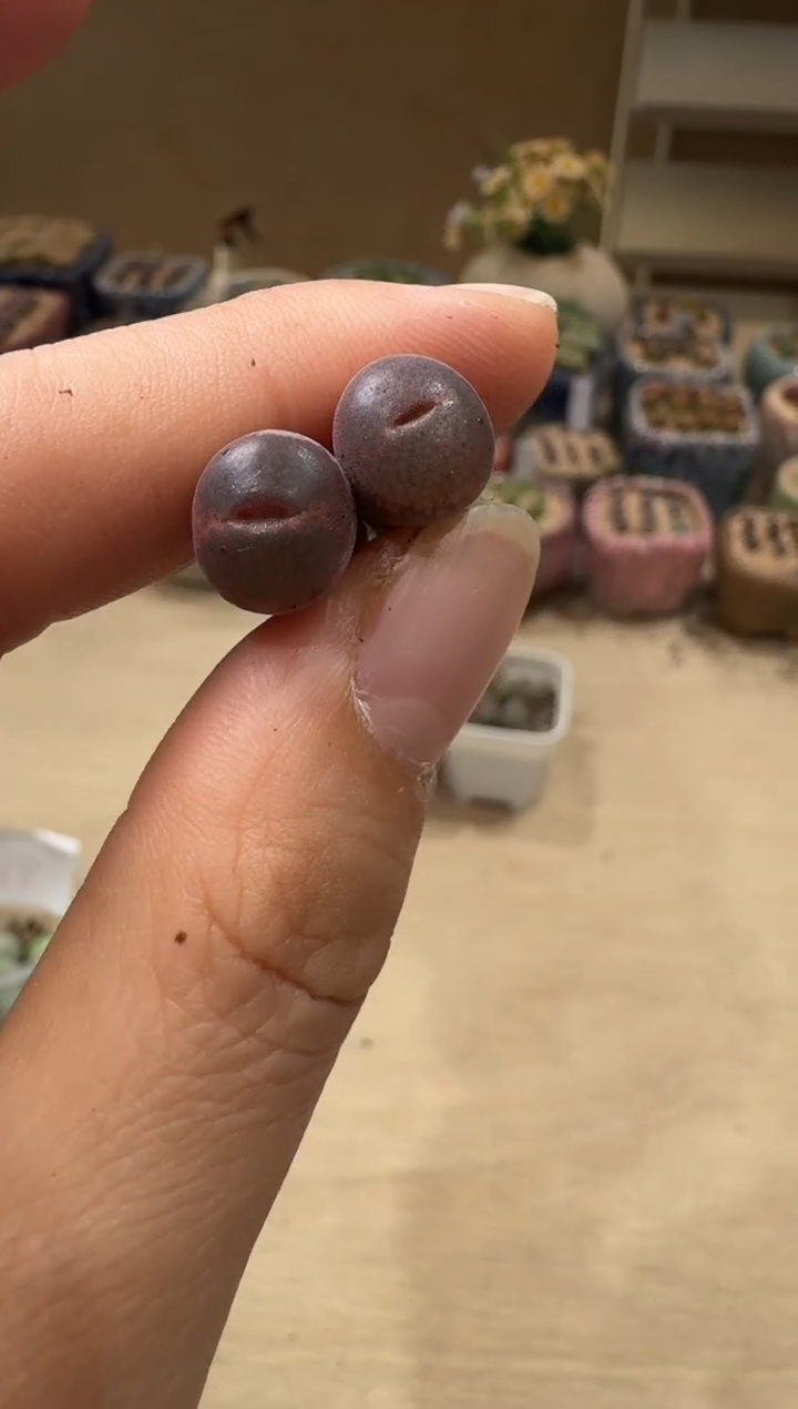 傻**蕊8-53多肉植物肉锥