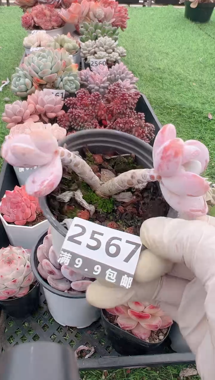 【闪购商品】信福多肉一物一拍