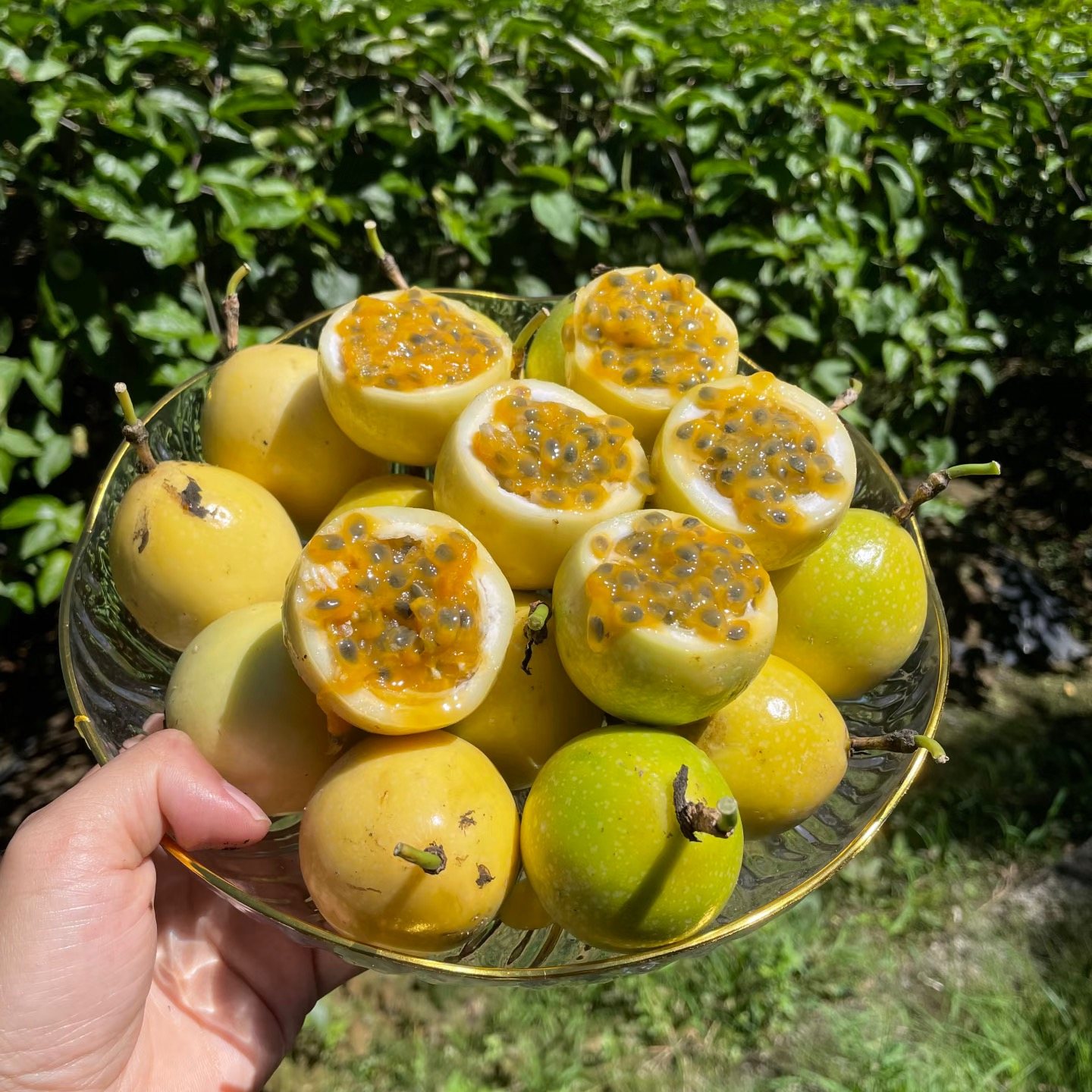 【水果到家】黄金百香果9.9一袋一斤