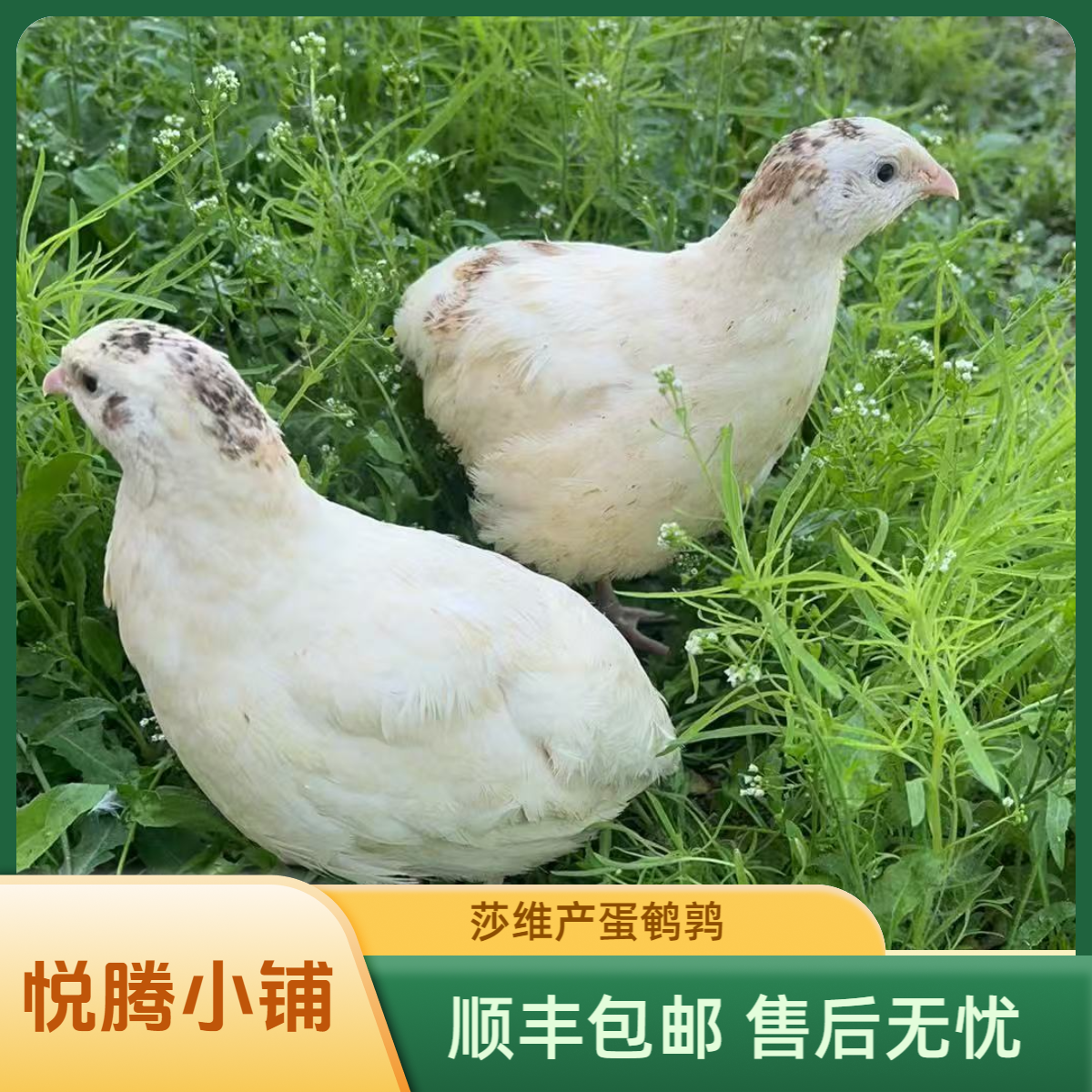 白莎维黄莎维非洲黑莎维鹌鹑产蛋鹌鹑