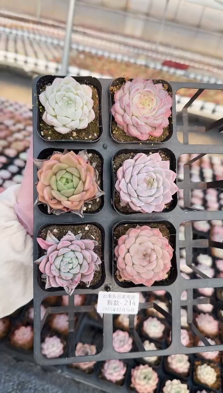 东云多肉园新款-214