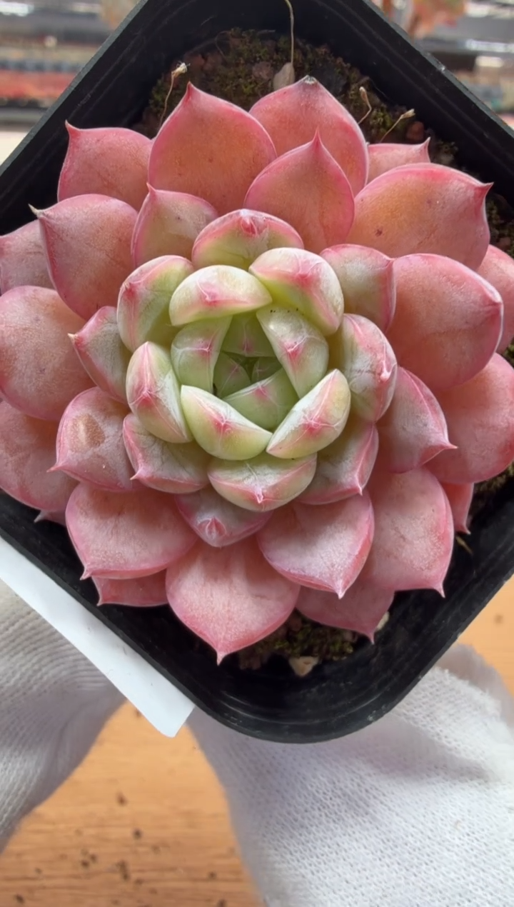 东云多肉园二店-59