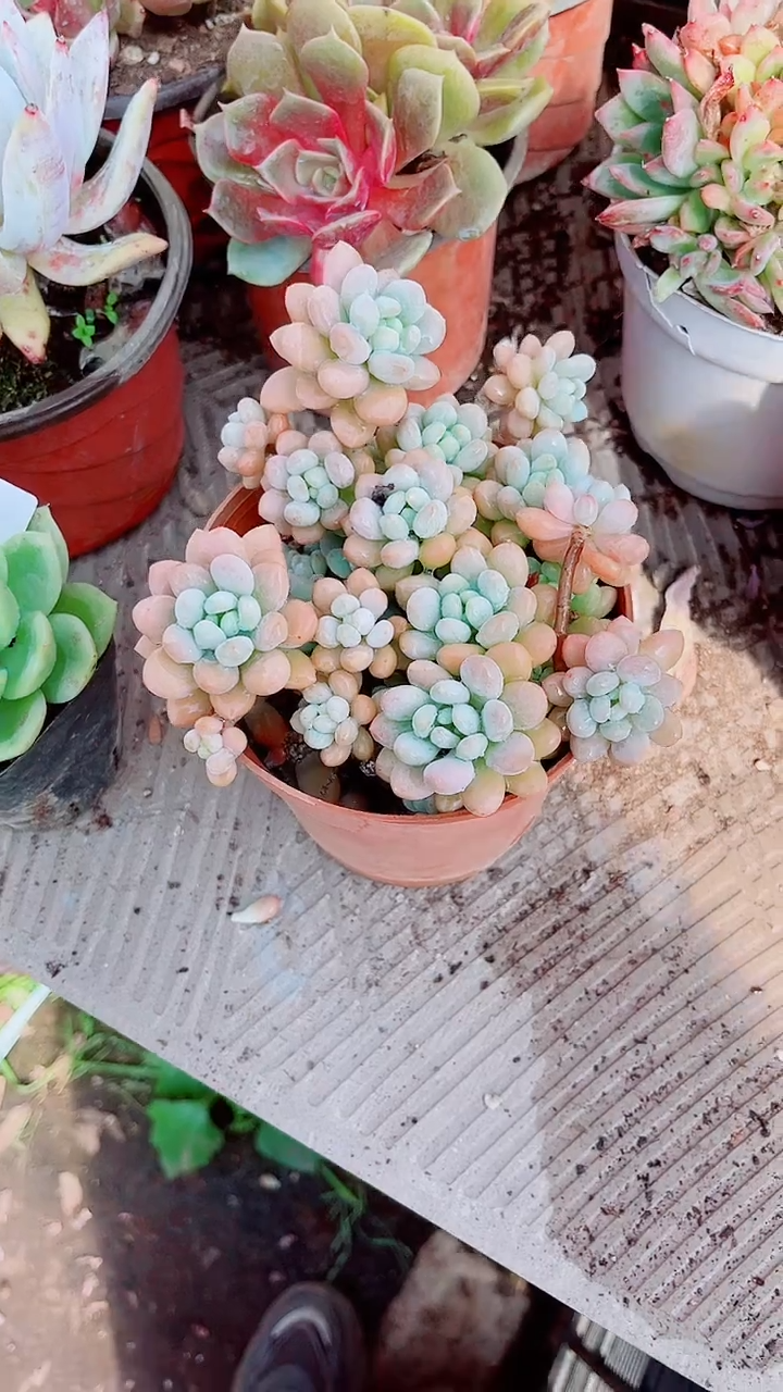 行**行跃跃多肉植物12024