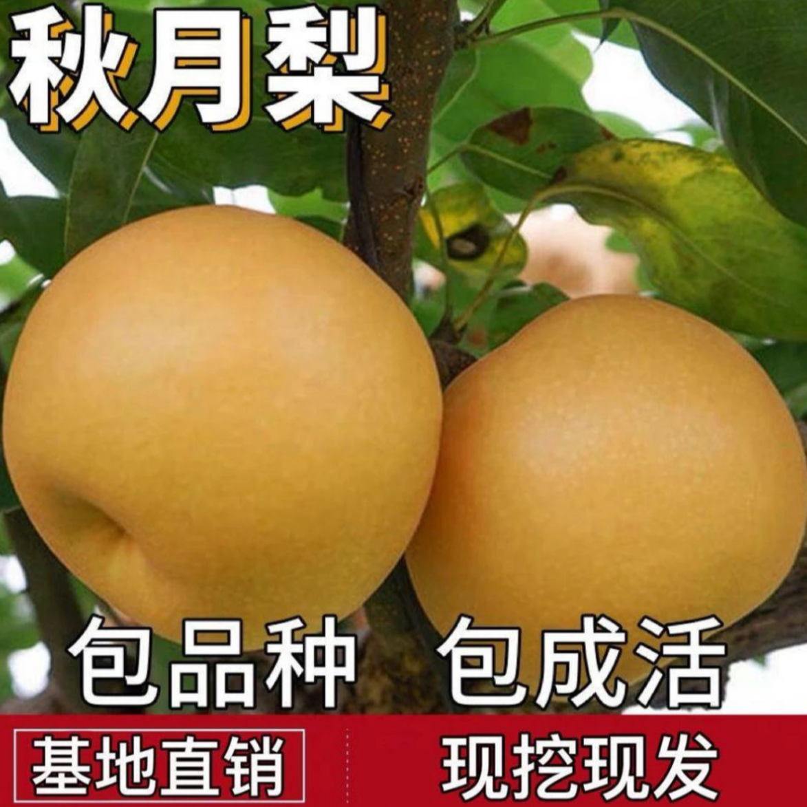 【一物一拍】正宗秋月梨冰糖脆梨嫁接苗耐寒盆栽地栽当年结果