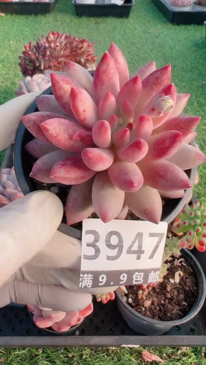 【闪购商品】信福多肉一物一拍