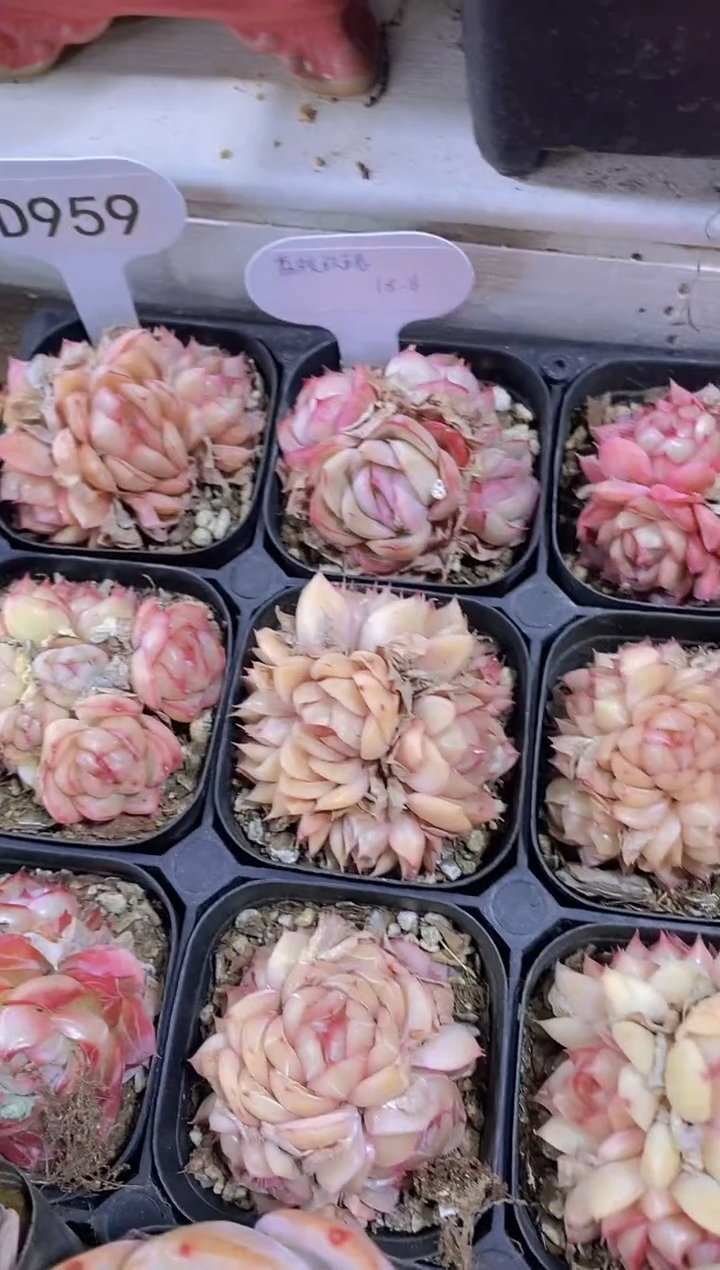 【闪购商品】D959-荔枝玫瑰群生（量拍）