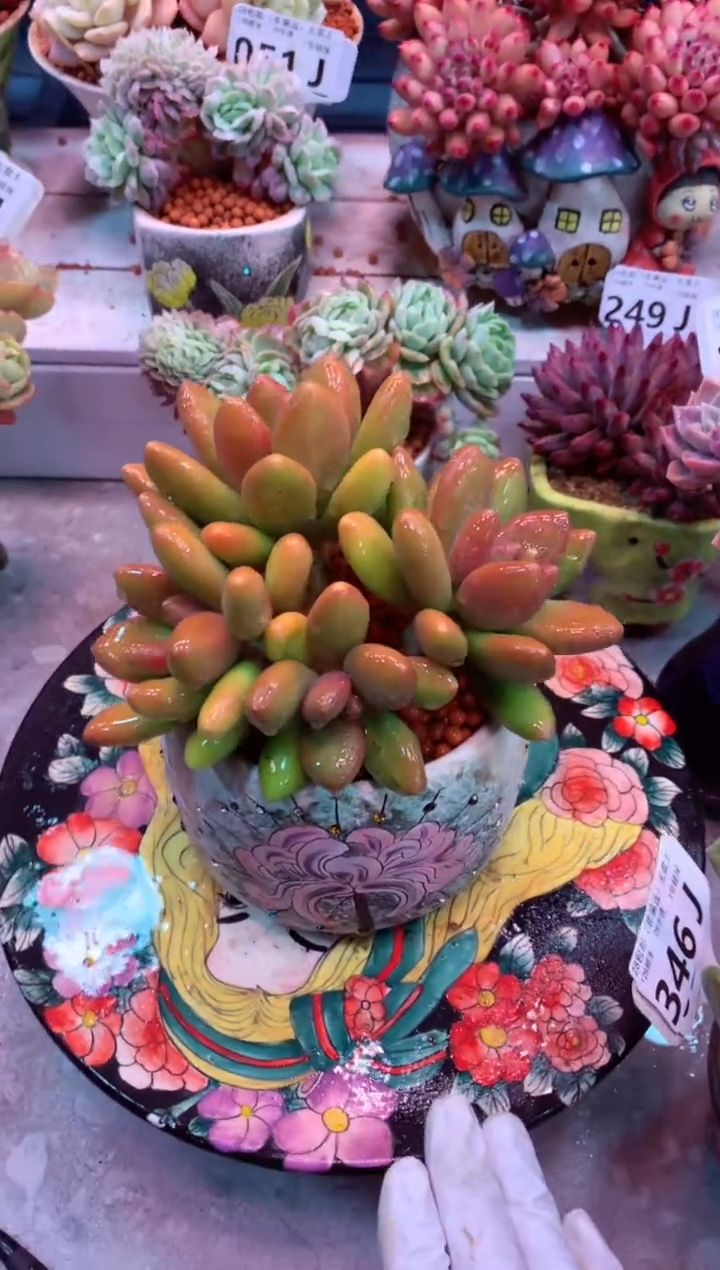 芒果奶349J（一物一拍，精品多肉，w所见即所得 ）