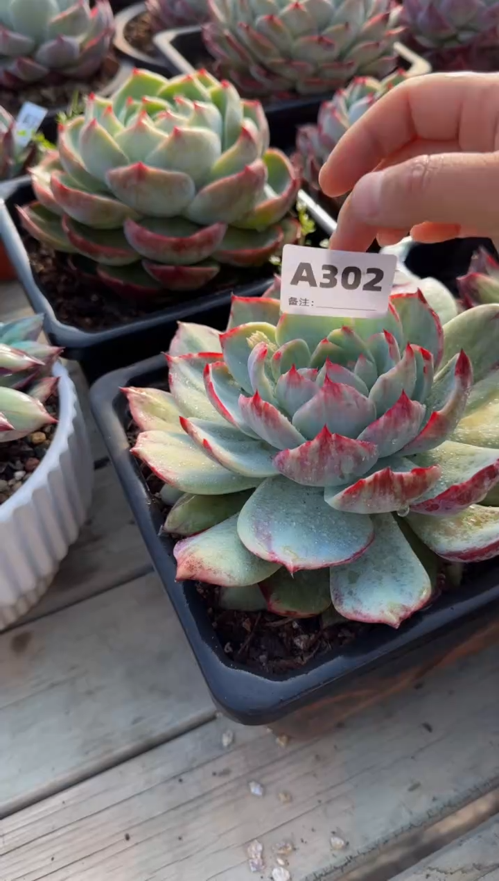 【闪购商品】A302惊鸿仙子（裸根发货）