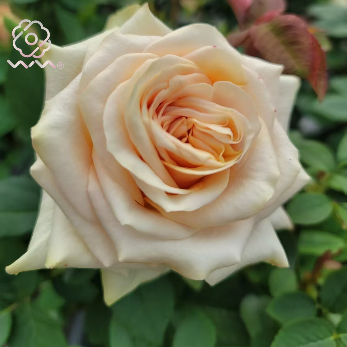 老磨盘【沙漠】月季