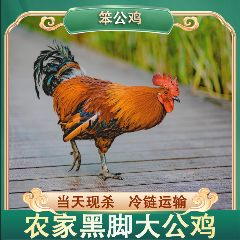  【鲁西1】买二送一 放养黑脚公鸡 肉质鲜嫩 共3只净重9-10斤