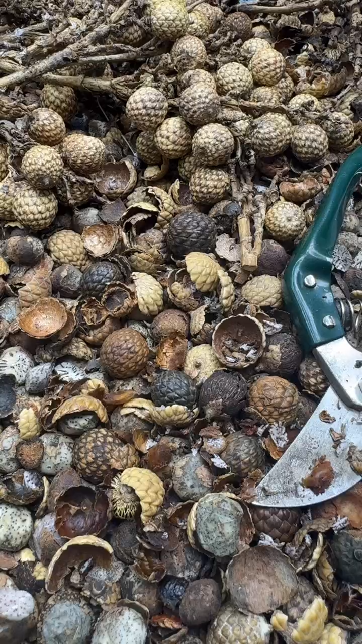 【闪购商品】星月菩提手串青稞手作 1 号