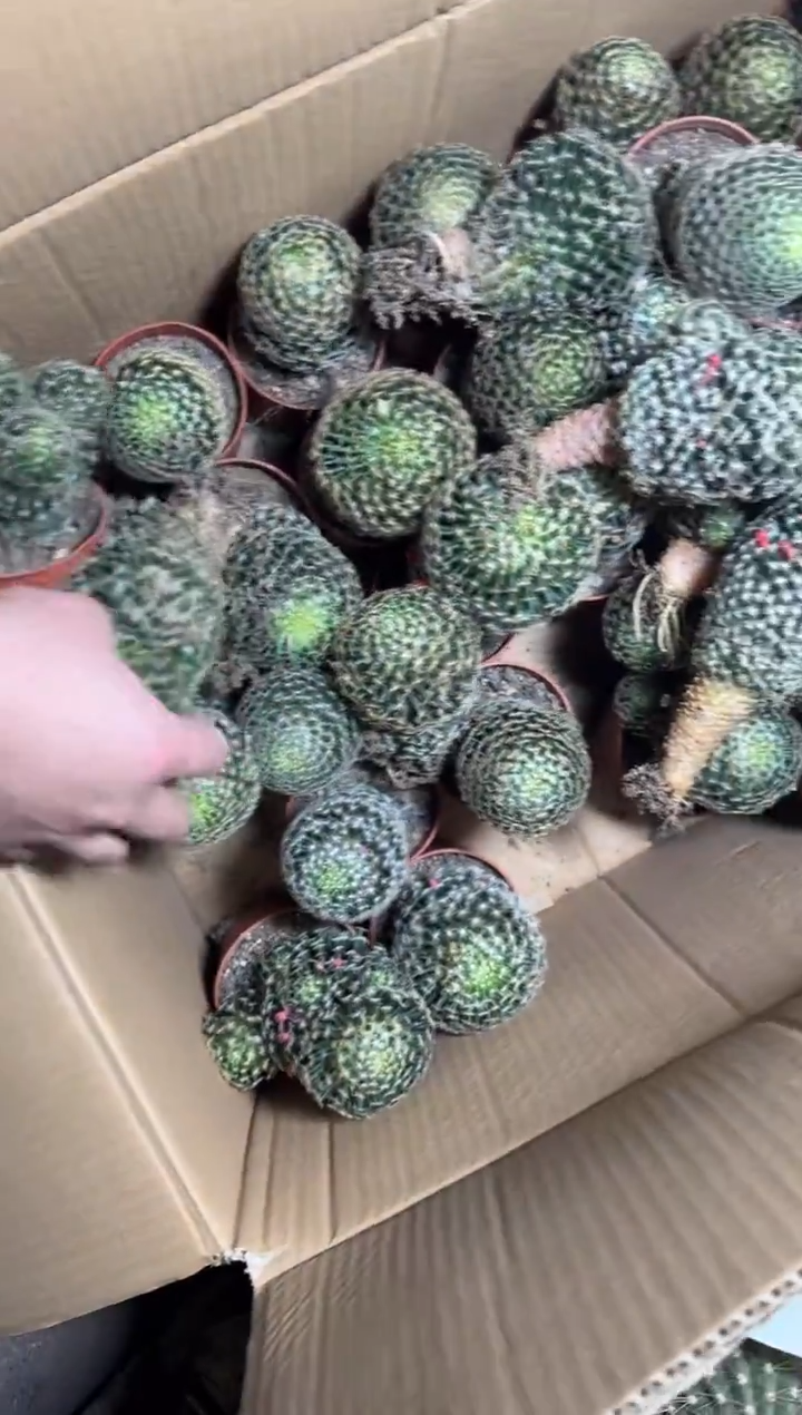 2颗 大号 实生根 明星