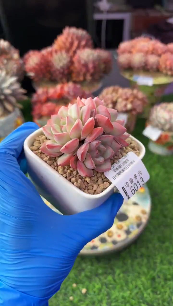 昆明印象多肉6013