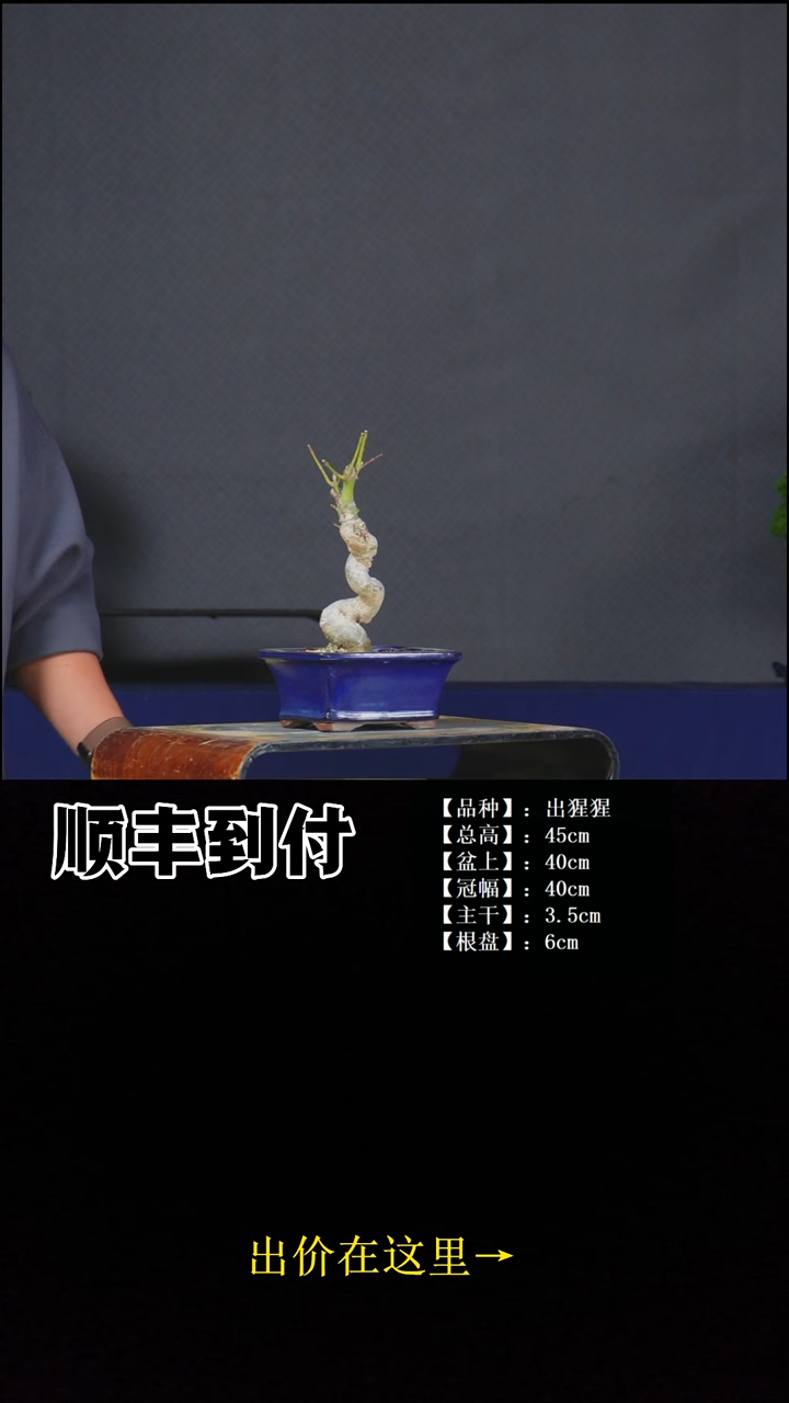 无花朵c122狮子头bubaoyou